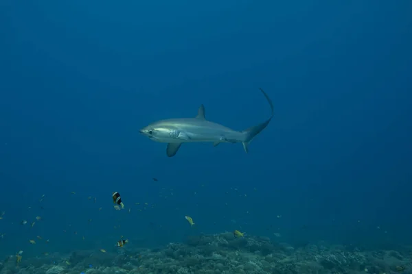 Thresher Shark Simmar Filippinernas Hav — Stockfoto