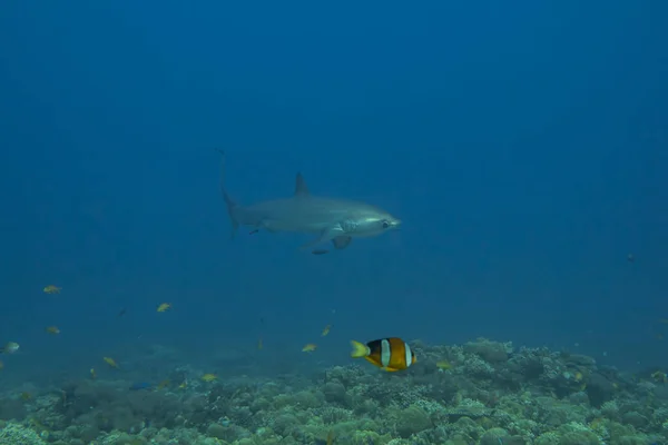 Thresher Shark Nadando Mar Filipinas —  Fotos de Stock