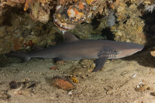Thresher Shark Nageant Dans Mer Des Philippines Photos De Stock Libres De Droits