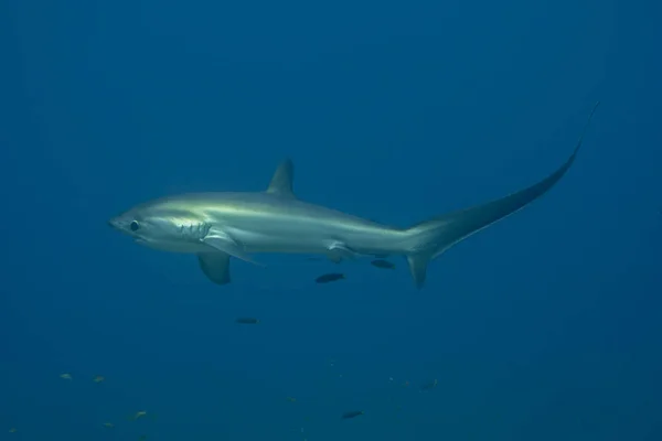 Thresher Shark Nageant Dans Mer Des Philippines Images De Stock Libres De Droits