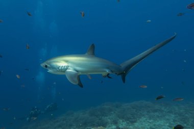 Thresher Shark swimming in the Sea of the Philippines clipart