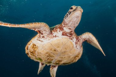Filipinler Denizi 'nde Şahin gagalı deniz kaplumbağası