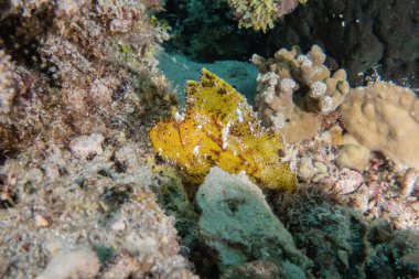 Balıklar Filipinler Denizi 'nde yüzer.