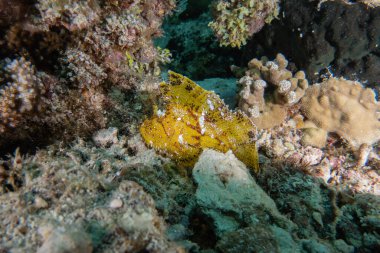 Balıklar Filipinler Denizi 'nde yüzer.