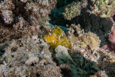 Balıklar Filipinler Denizi 'nde yüzer.