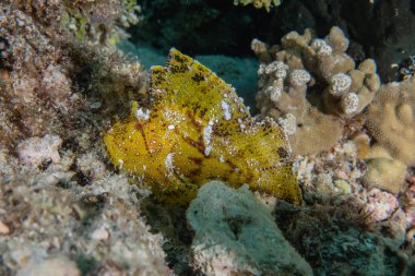 Balıklar Filipinler Denizi 'nde yüzer.