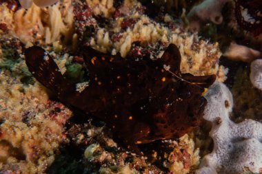 Filipinler Denizi 'nde deniz sümüklüböceği