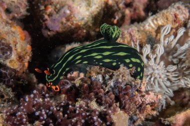 Filipinler Denizi 'nde deniz sümüklüböceği