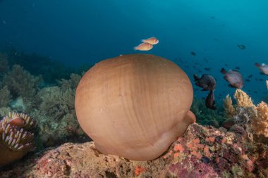Filipinler Denizi 'ndeki mercan resifi ve su bitkileri