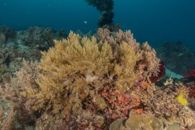 Filipinler Denizi 'ndeki mercan resifi ve su bitkileri