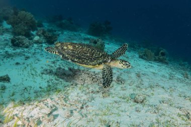 Filipinler Denizi 'nde Şahin gagalı deniz kaplumbağası
