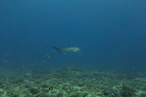 Thresher Shark Nadando Mar Filipinas —  Fotos de Stock