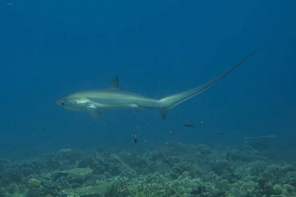 Thresher Shark Úszás Fülöp Szigetek Tengerében — Stock Fotó