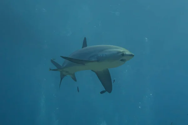 Thresher Shark Úszás Fülöp Szigetek Tengerében — Stock Fotó