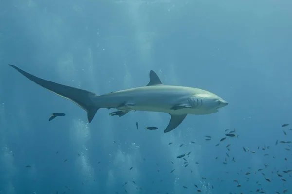 Thresher Shark Plavání Filipínském Moři — Stock fotografie