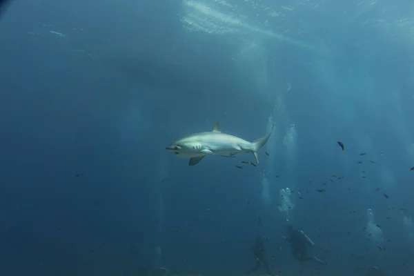 Thresher Shark Nadando Mar Das Filipinas — Fotografia de Stock