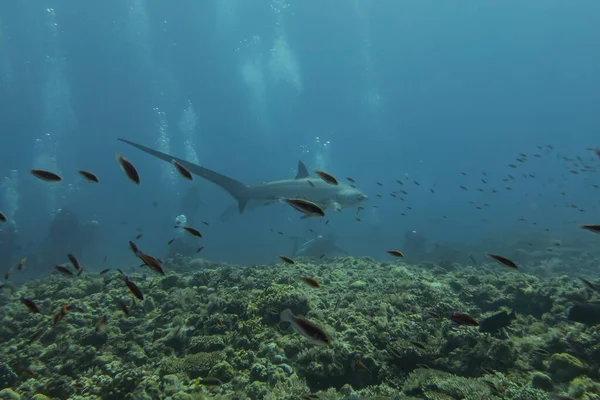 Thresher Shark Swimming Sea Philippines — Stock Photo, Image