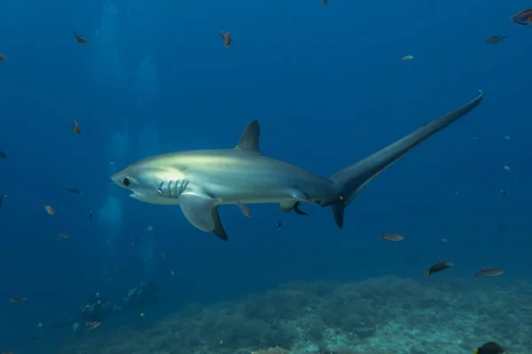 Thresher Shark Swimming Sea Philippines — Stock Photo, Image