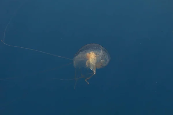 Dobozos Medúza Úszik Fülöp Szigetek Óceánjában — Stock Fotó