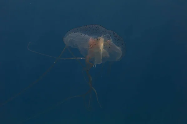 在菲律宾海洋中游泳的箱形水母 — 图库照片