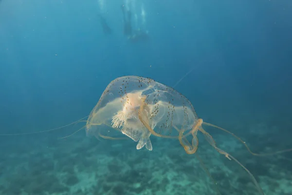 Caja Medusas Nadando Océano Filipinas — Foto de Stock
