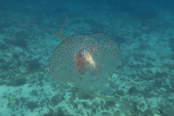 Caja Medusas Nadando Océano Filipinas —  Fotos de Stock