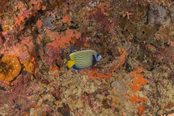 Ryby Plavou Filipínského Moře — Stock fotografie