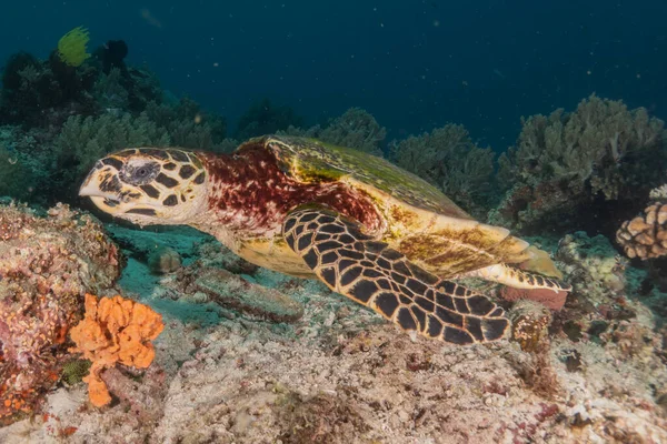 stock image Hawksbill sea turtle at the Sea of the Philippines