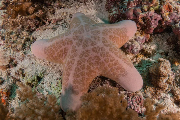 Rozgwiazdy Dnie Morza Morzu Filipin — Zdjęcie stockowe