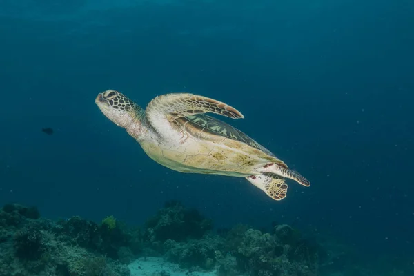 stock image Hawksbill sea turtle at the Sea of the Philippines