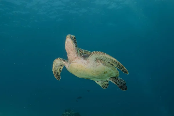 Habichtsschnabel Meeresschildkröte Meer Der Philippinen — Stockfoto
