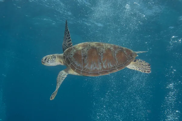 Filipinler Denizi 'nde Şahin gagalı deniz kaplumbağası