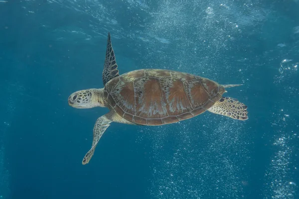 stock image Hawksbill sea turtle at the Sea of the Philippines