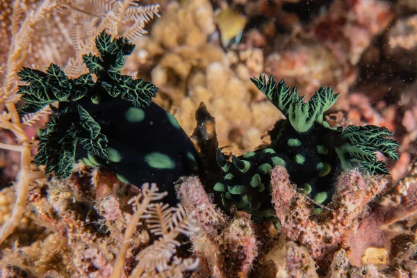 菲律宾海的海蛞蝓 — 图库照片