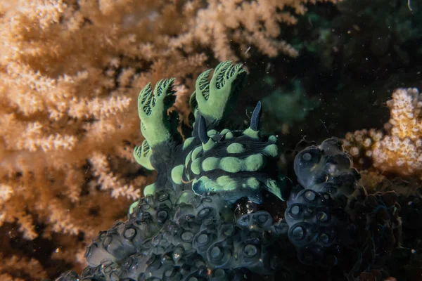 필리핀 바다에 민달팽이 — 스톡 사진