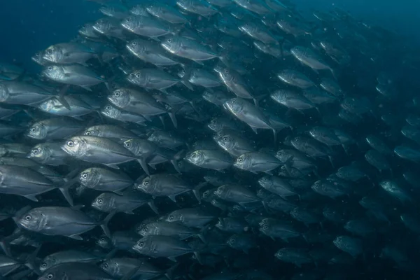 Рыбы Плавают Филиппинском Море — стоковое фото