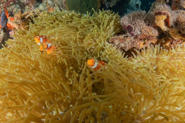 stock image Coral reef and water plants at the Sea of the Philippines