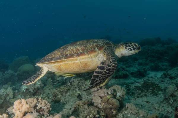 stock image Hawksbill sea turtle at the Sea of the Philippines