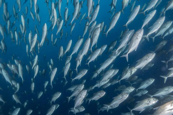 Рыбы Плавают Филиппинском Море — стоковое фото