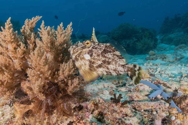 stock image Fish swim at the Sea of the Philippines