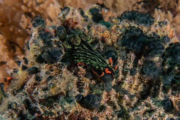 菲律宾海的海蛞蝓 — 图库照片