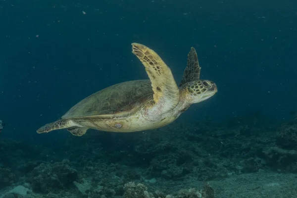 stock image Hawksbill sea turtle at the Sea of the Philippines