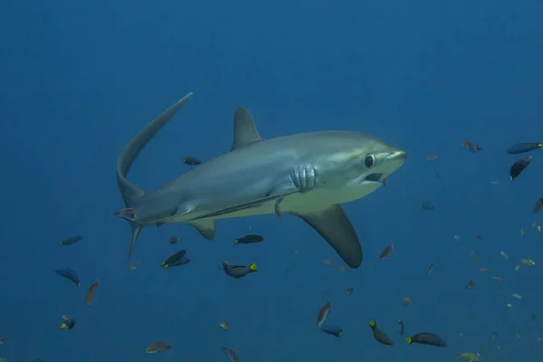 Thresher Shark Nageant Dans Mer Des Philippines Images De Stock Libres De Droits