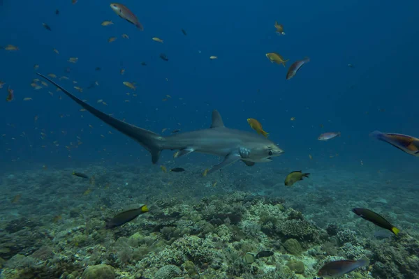 Thresher Shark Nageant Dans Mer Des Philippines Image En Vente