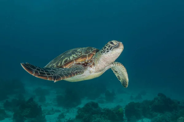 Ястребиная Черепаха Моря Филиппин Стоковое Фото