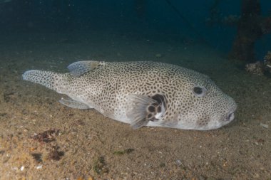 Kızıl Denizde yüzen balıklar, renkli balıklar, Eilat İsrail