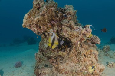 Kızıl Denizde yüzen balıklar, renkli balıklar, Eilat İsrail