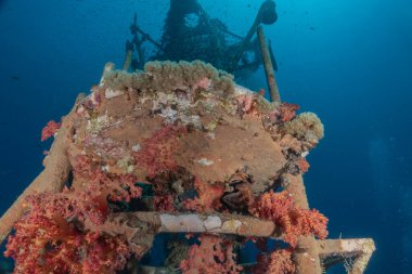 Kızıldeniz 'deki mercan resifi ve su bitkileri, Eilat Israel