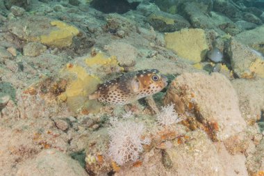 Kızıl Denizde yüzen balıklar, renkli balıklar, Eilat İsrail