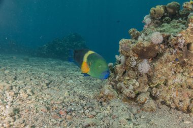 Kızıl Denizde yüzen balıklar, renkli balıklar, Eilat İsrail